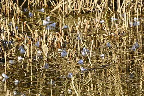 554054 - Moorfrosch (Rana arvalis), Männchen mit Blaufärbung während der Laichzeit, Brandenburg, Deutschland