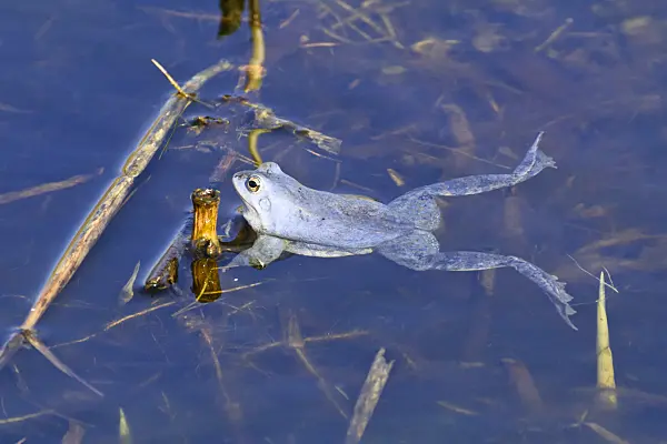 554055 - Moorfrosch (Rana arvalis), Männchen mit Blaufärbung während der Laichzeit, Brandenburg, Deutschland