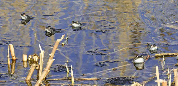 554056 - Moorfrosch (Rana arvalis), Männchen mit Blaufärbung während der Laichzeit, Brandenburg, Deutschland