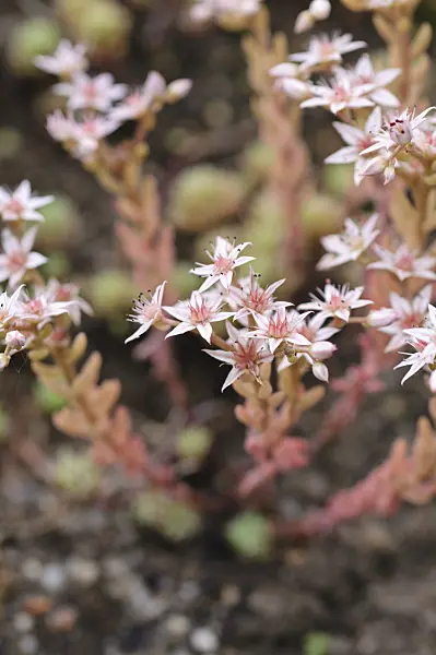 485068 - Moosmauerpfeffer (Sedum lydium)