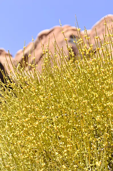 508278 - Mormon tea (Ephedra viridis)