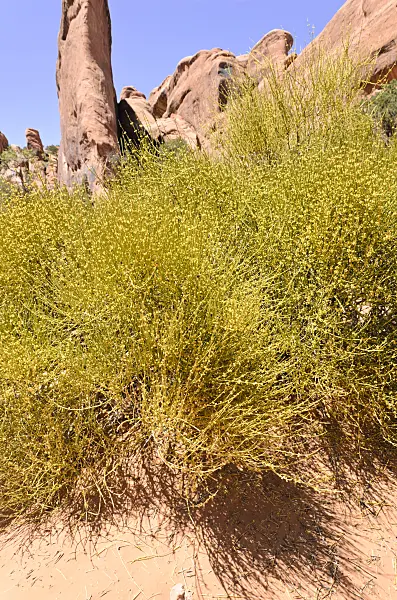508277 - Mormon tea (Ephedra viridis), Arches National Park, Utah, USA