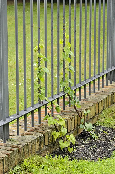 534161 - Morning glory (Ipomoea) at a metal fence