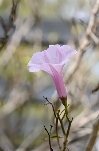 564137 - Morning glory (Ipomoea crassicaulis)