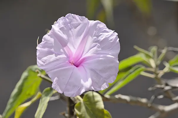 564138 - Morning glory (Ipomoea crassicaulis)