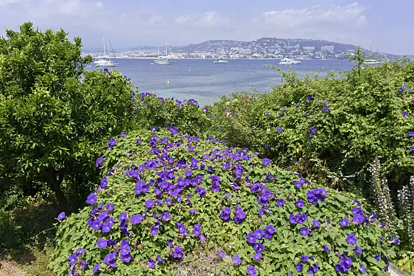 569097 - Morning glory (Ipomoea), Île Sainte-Marguerite, France