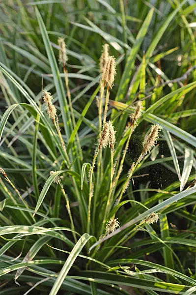 471019 - Morrow's sedge (Carex morrowii)