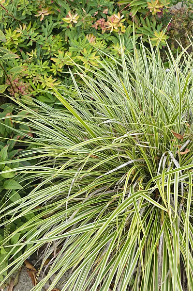 488139 - Morrow's sedge (Carex morrowii 'Aureomarginata')