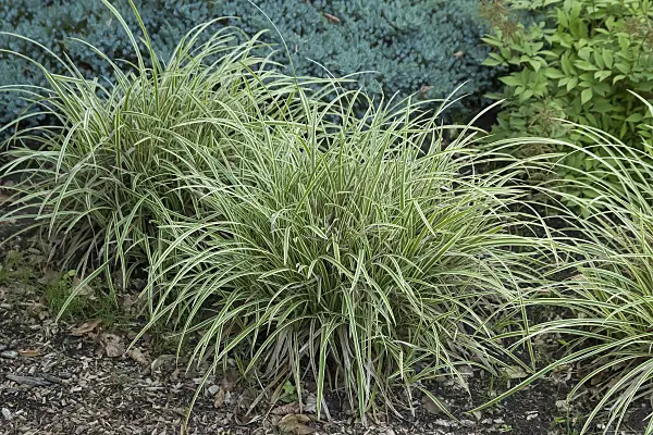 635021 - Morrow's sedge (Carex morrowii 'Ice Dance')