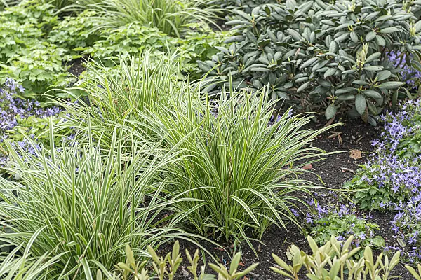 651140 - Morrow's sedge (Carex morrowii 'Ice Dance')