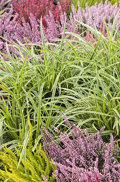536143 - Morrow's sedge (Carex morrowii 'Ice Dance') and common heather (Calluna vulgaris)