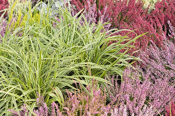 536144 - Morrow's sedge (Carex morrowii 'Ice Dance') and common heather (Calluna vulgaris)