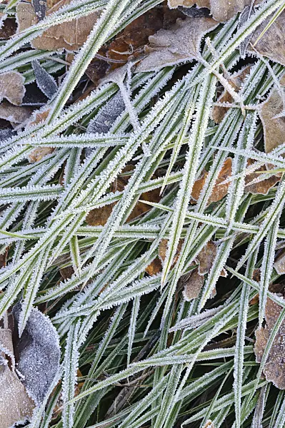 467074 - Morrow's sedge (Carex morrowii) with hoar frost