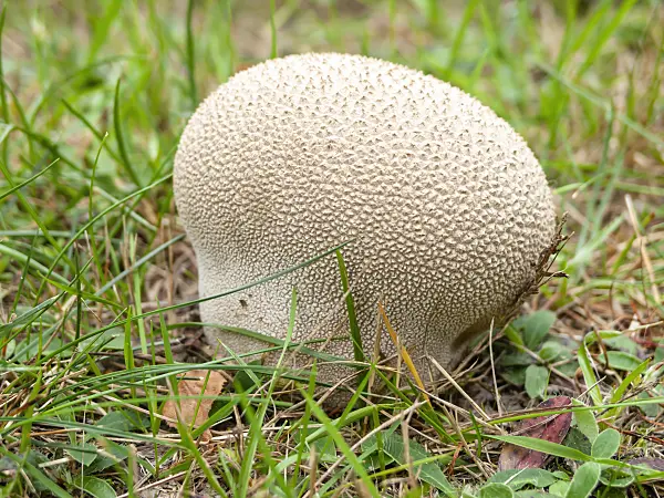 524221 - Mosaic puffball (Lycoperdon utriforme)