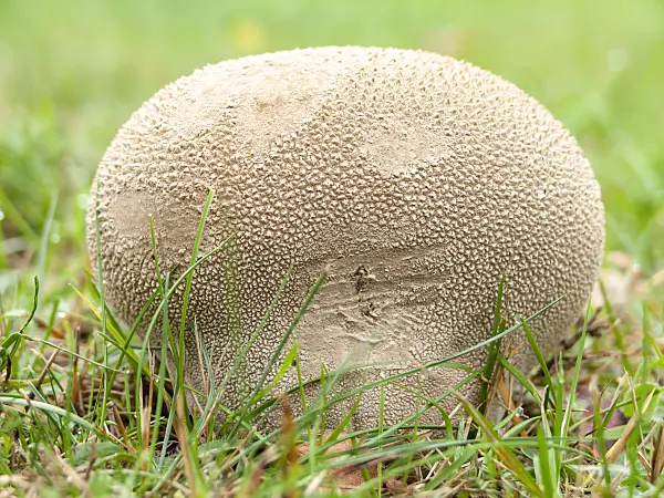 524223 - Mosaic puffball (Lycoperdon utriforme)