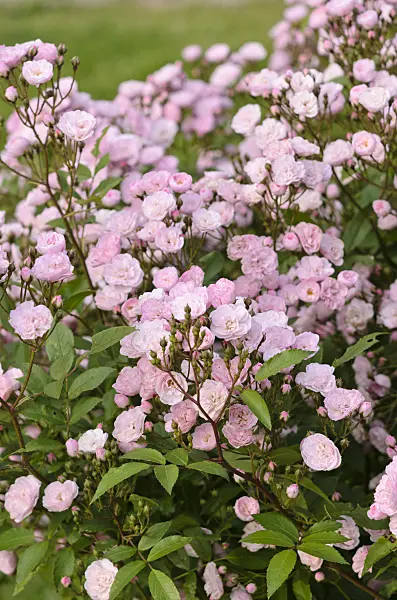 521375 - Moschata rose (Rosa Heavenly Pink)
