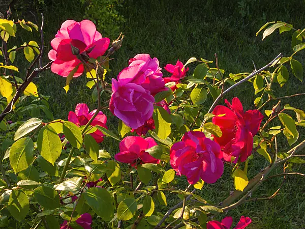 414015 - Moschata rose (Rosa Vanity)