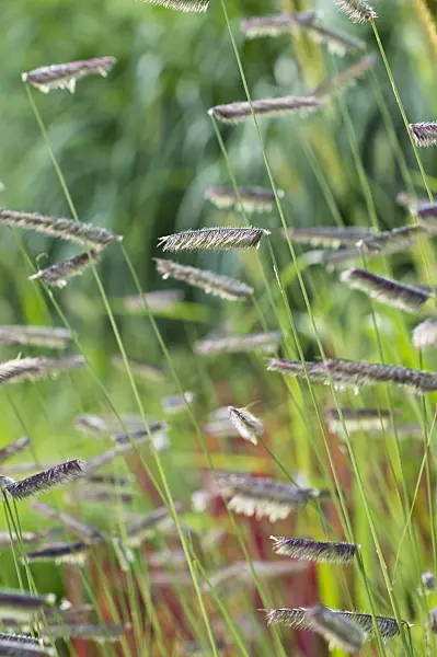 510172 - Mosquito grass (Bouteloua gracilis)