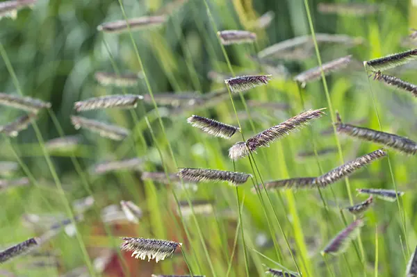 510173 - Mosquito grass (Bouteloua gracilis)