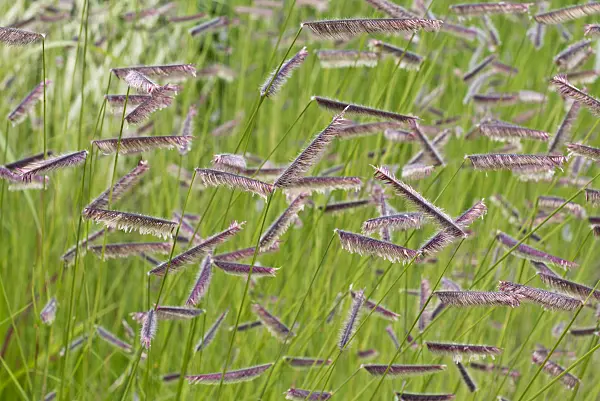 573043 - Mosquito grass (Bouteloua gracilis)
