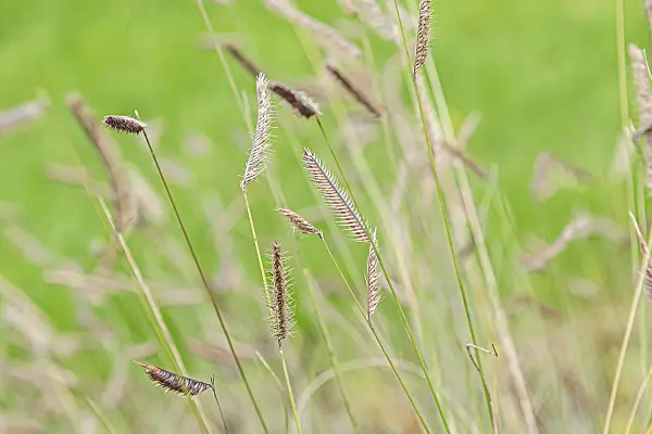 651118 - Mosquito grass (Bouteloua gracilis)