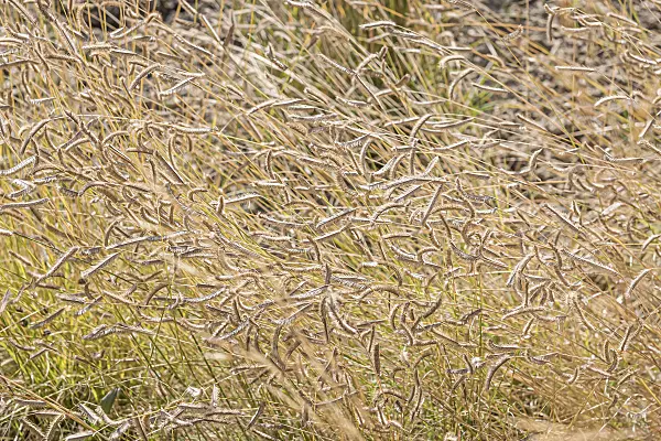 651119 - Mosquito grass (Bouteloua gracilis)