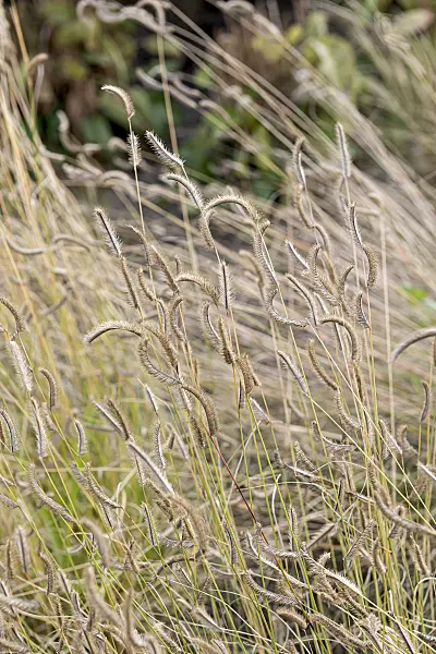 651120 - Mosquito grass (Bouteloua gracilis)