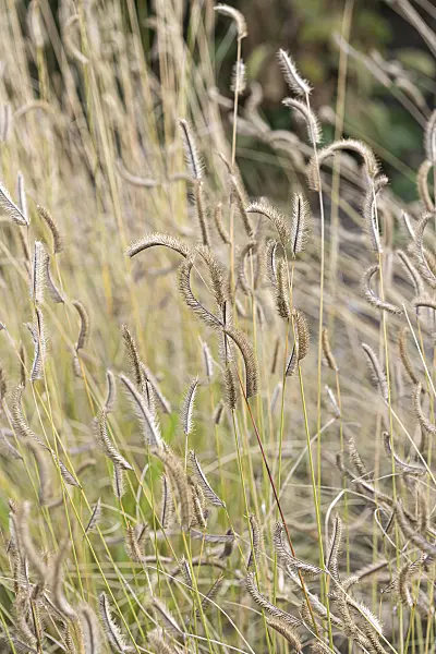 651121 - Mosquito grass (Bouteloua gracilis)