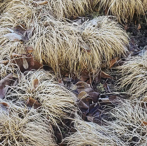 239007 - Mosquito grass (Bouteloua gracilis) with hoar frost