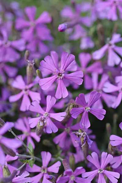 488016 - Moss campion (Silene schafta)