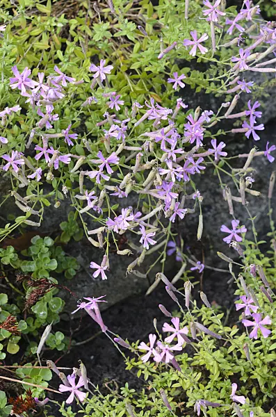 548002 - Moss campion (Silene schafta)