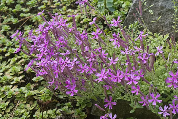559143 - Moss campion (Silene schafta)