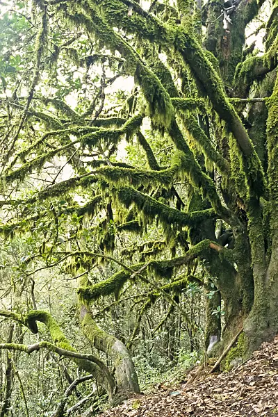 363009 - Moss-covered tree, Garajonay National Park, La Gomera, Spain