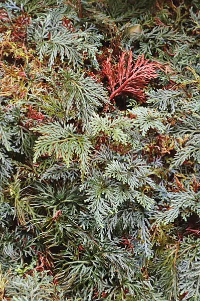 467003 - Moss fern (Selaginella erythropus)