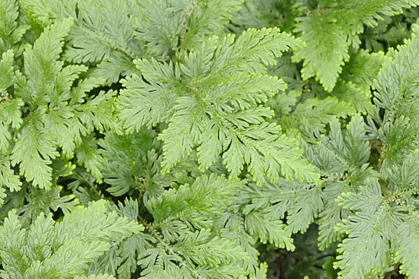 467008 - Moss fern (Selaginella vogelii)