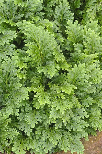 467047 - Moss fern (Selaginella watsoniana)