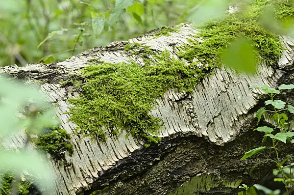 501125 - Moss on an overturned birch trunk