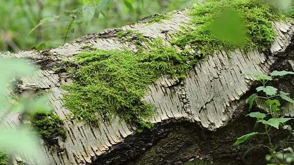 501128 - Moss on an overturned birch trunk
