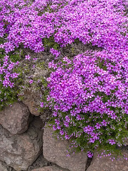 437194 - Moss phlox (Phlox subulata)