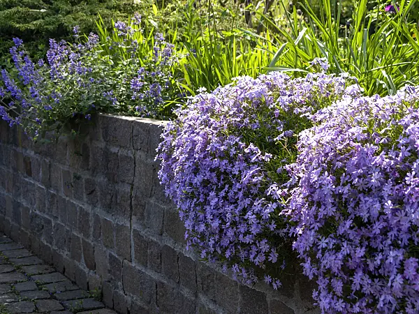 437270 - Moss phlox (Phlox subulata)