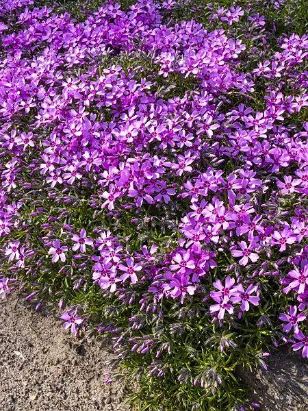 459057 - Moss phlox (Phlox subulata)