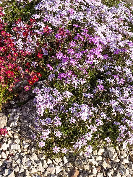 460054 - Moss phlox (Phlox subulata)