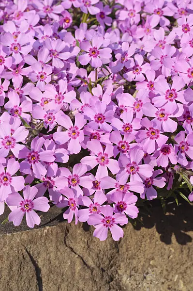 471235 - Moss phlox (Phlox subulata)