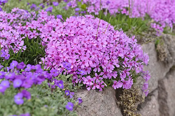 484029 - Moss phlox (Phlox subulata)