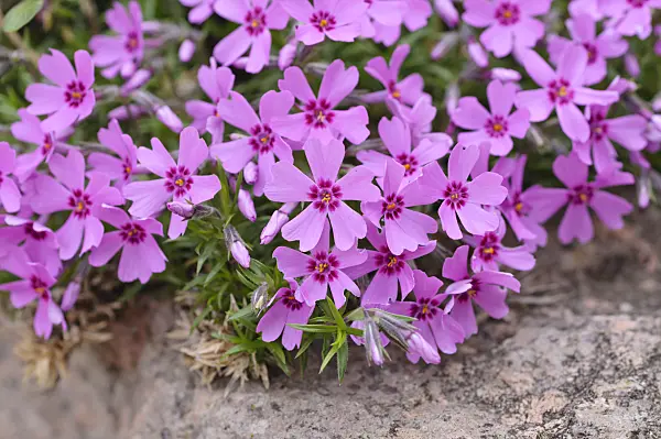 484030 - Moss phlox (Phlox subulata)