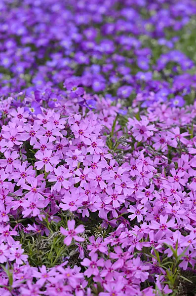 520129 - Moss phlox (Phlox subulata)