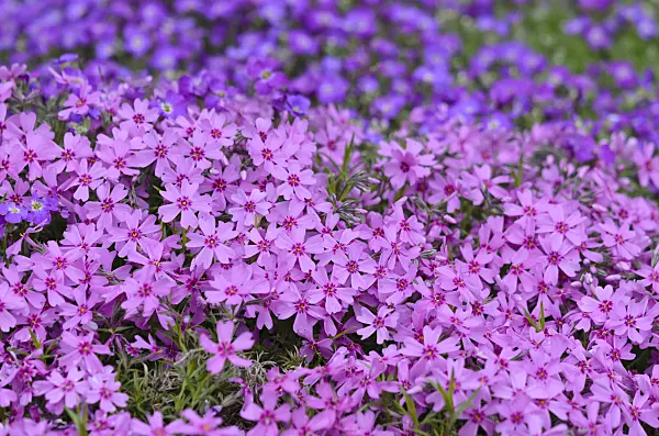 520130 - Moss phlox (Phlox subulata)
