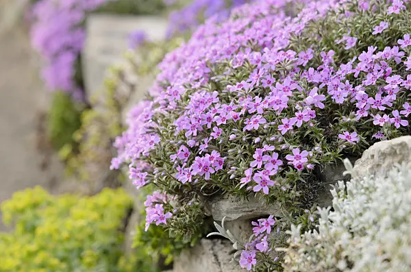 531076 - Moss phlox (Phlox subulata)