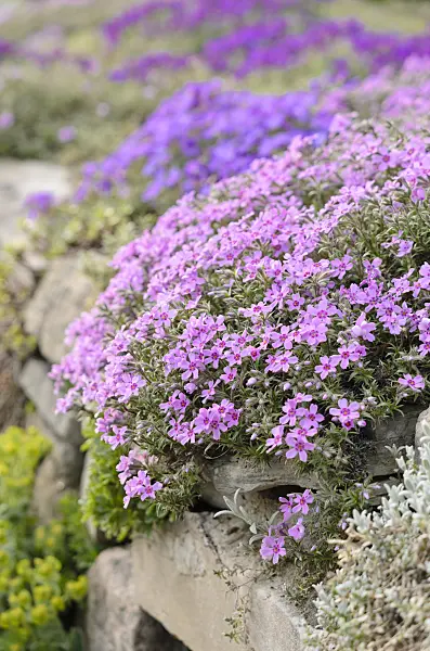 531077 - Moss phlox (Phlox subulata)