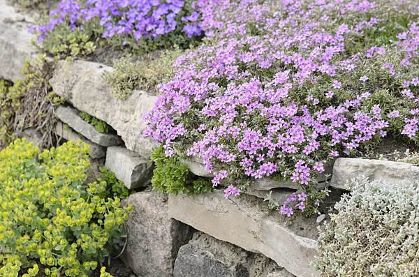 531079 - Moss phlox (Phlox subulata)
